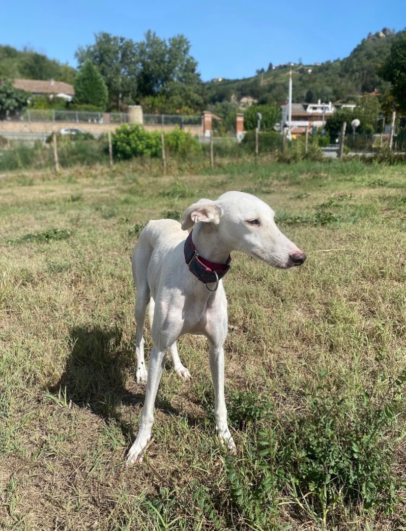 Adotta un cane, maschio, 5 anni e 1 mese, Como