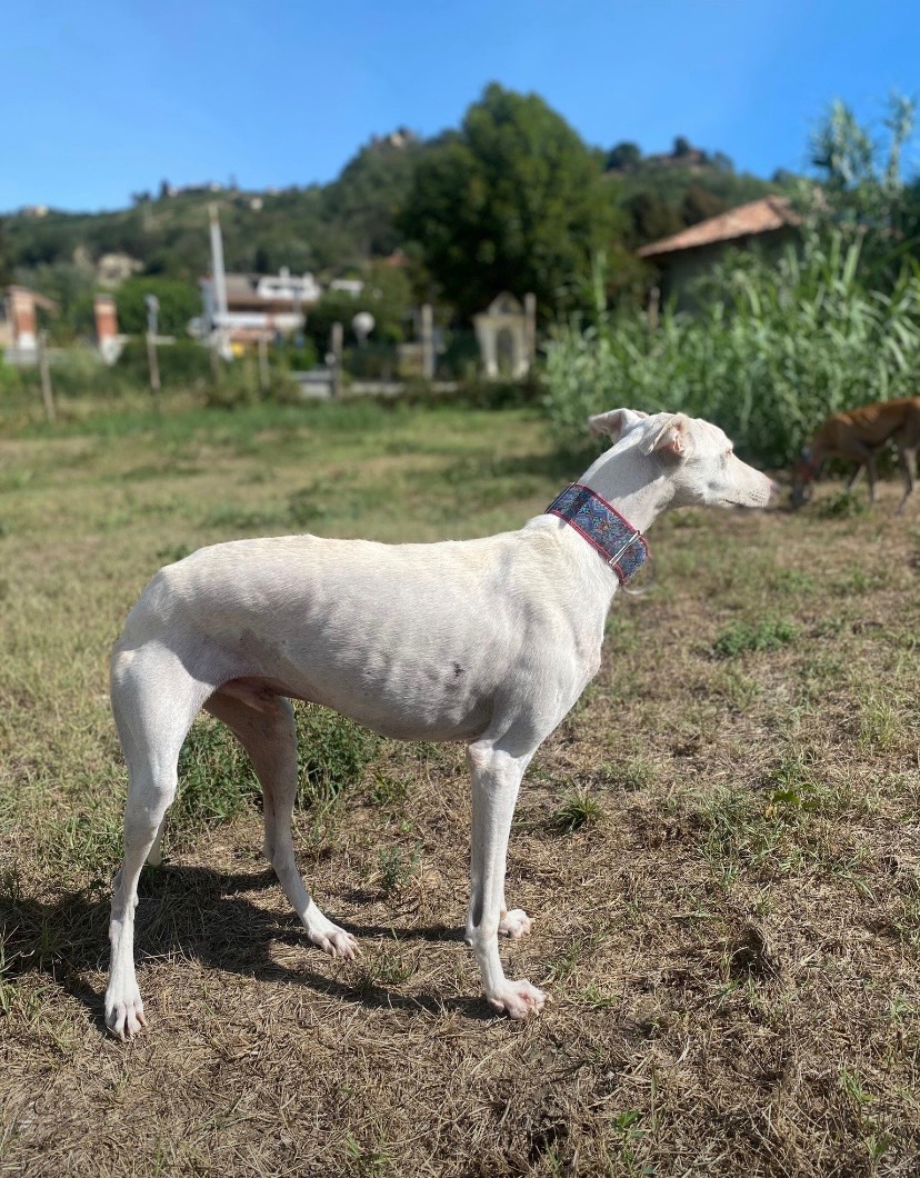 Adotta il cane LOUIS  a Como