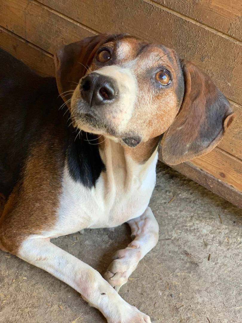 Vuoi adottare un cane a Firenze?