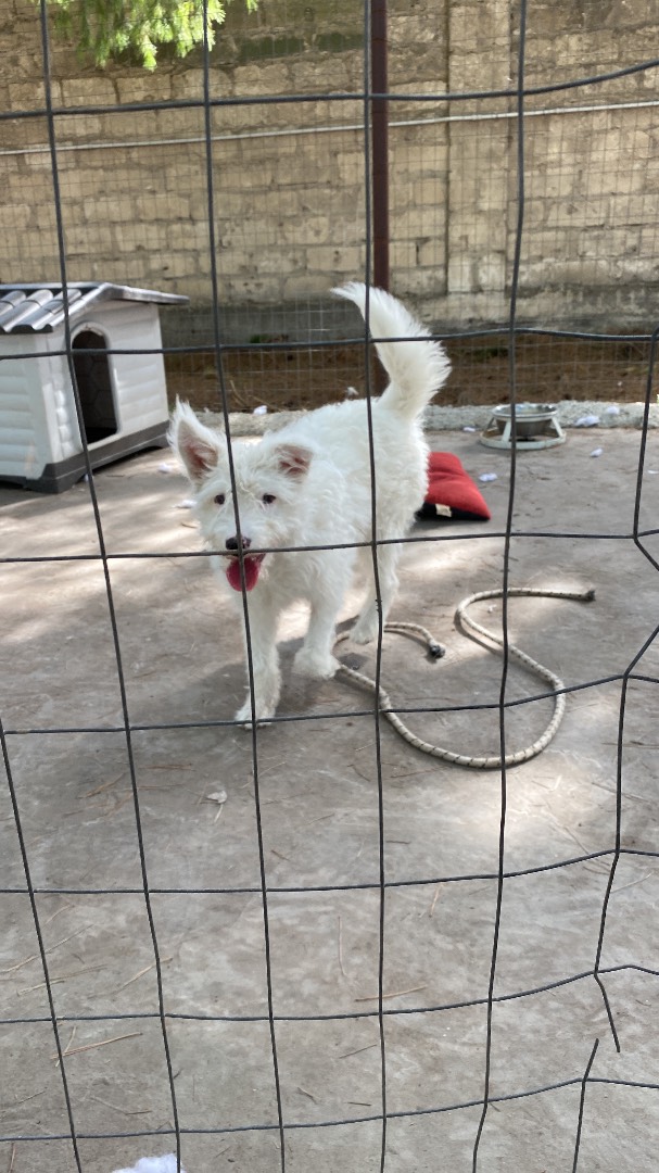 Adotta un cane, femmina, 3 anni  e 5 mesi , Foggia
