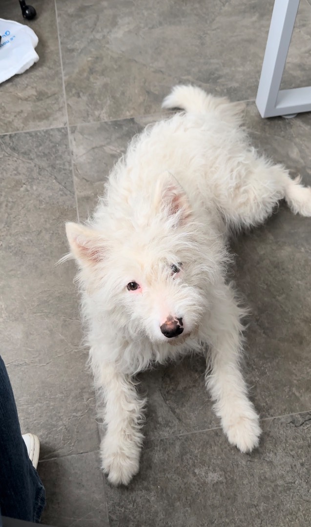 Adotta un cane, taglia media, femmina, Foggia