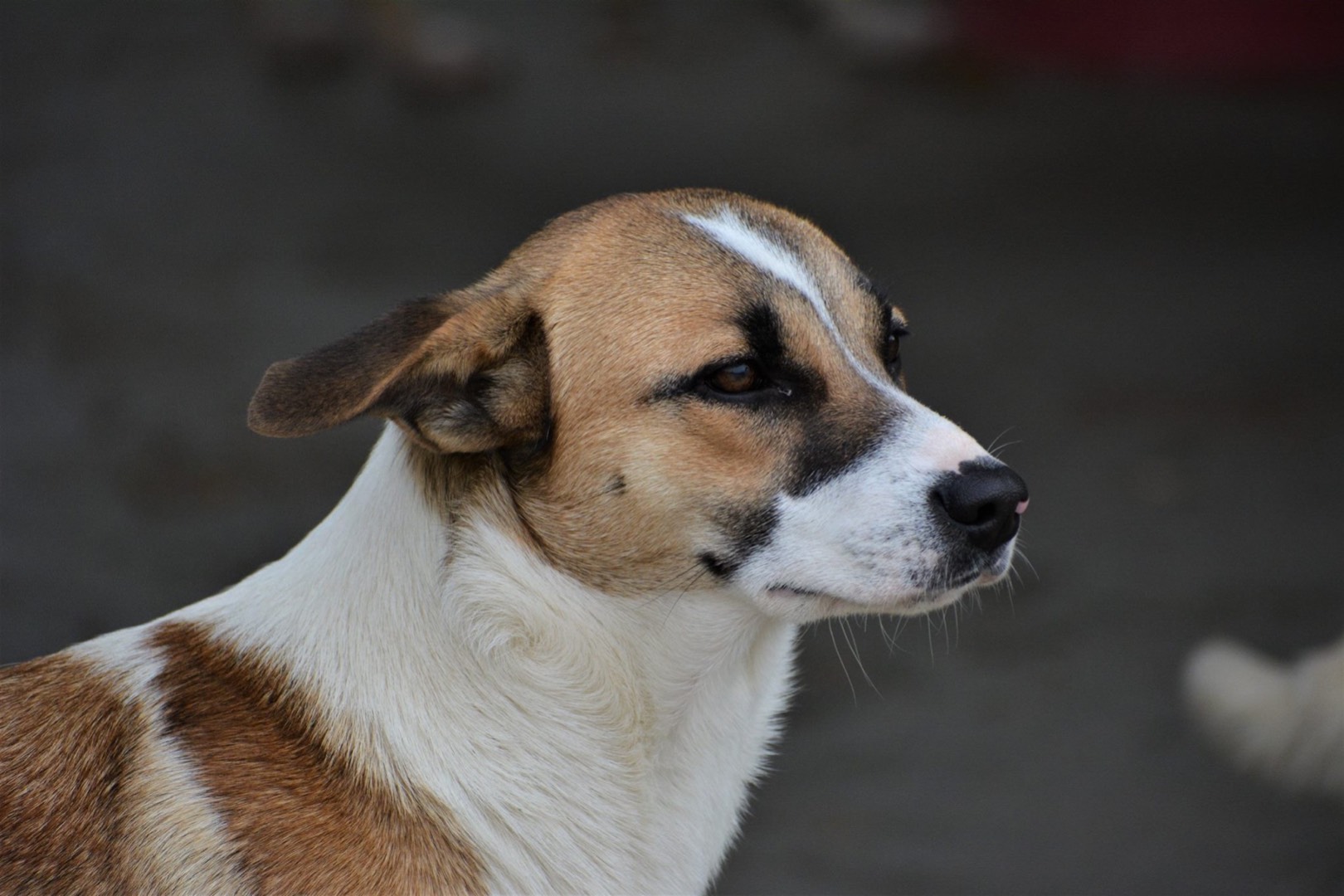 Foto dell'animale
