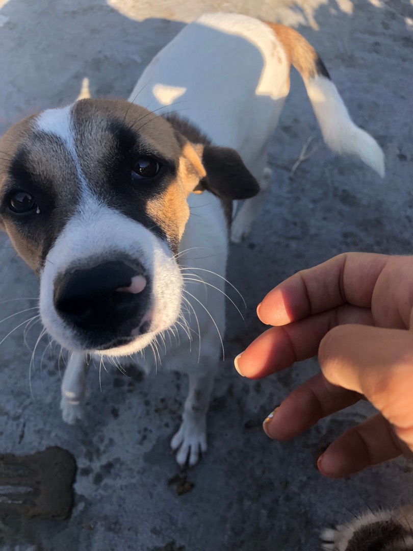 Adotta un cane, femmina, 6 anni  e 8 mesi , Napoli