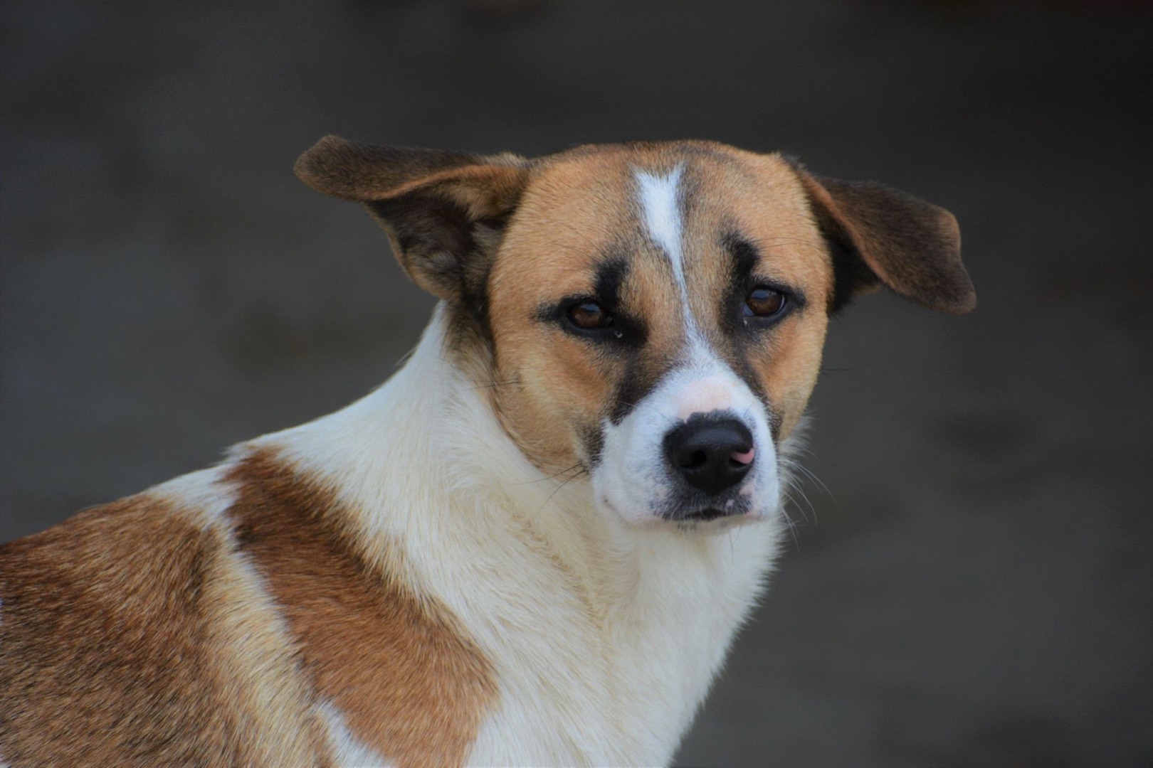 Adotta un cane, taglia media contenuta, femmina, Napoli