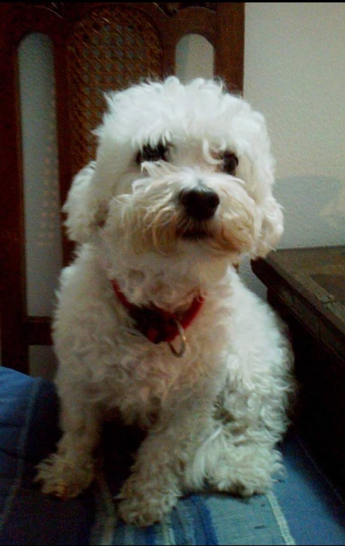 Adozione cane, maschio, Maltese, 16 anni e 5 mesi, taglia piccola, Genova