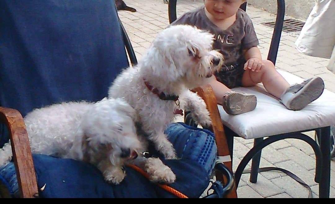 Vuoi adottare un cane a Genova?