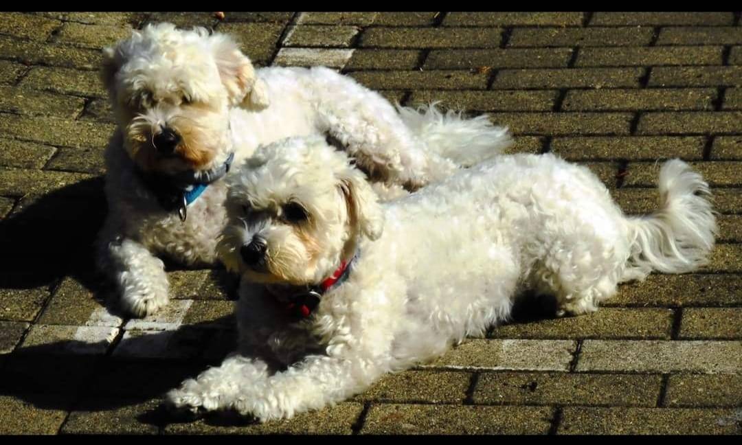 Adotta un cane, femmina, 16 anni e 6 mesi, Genova