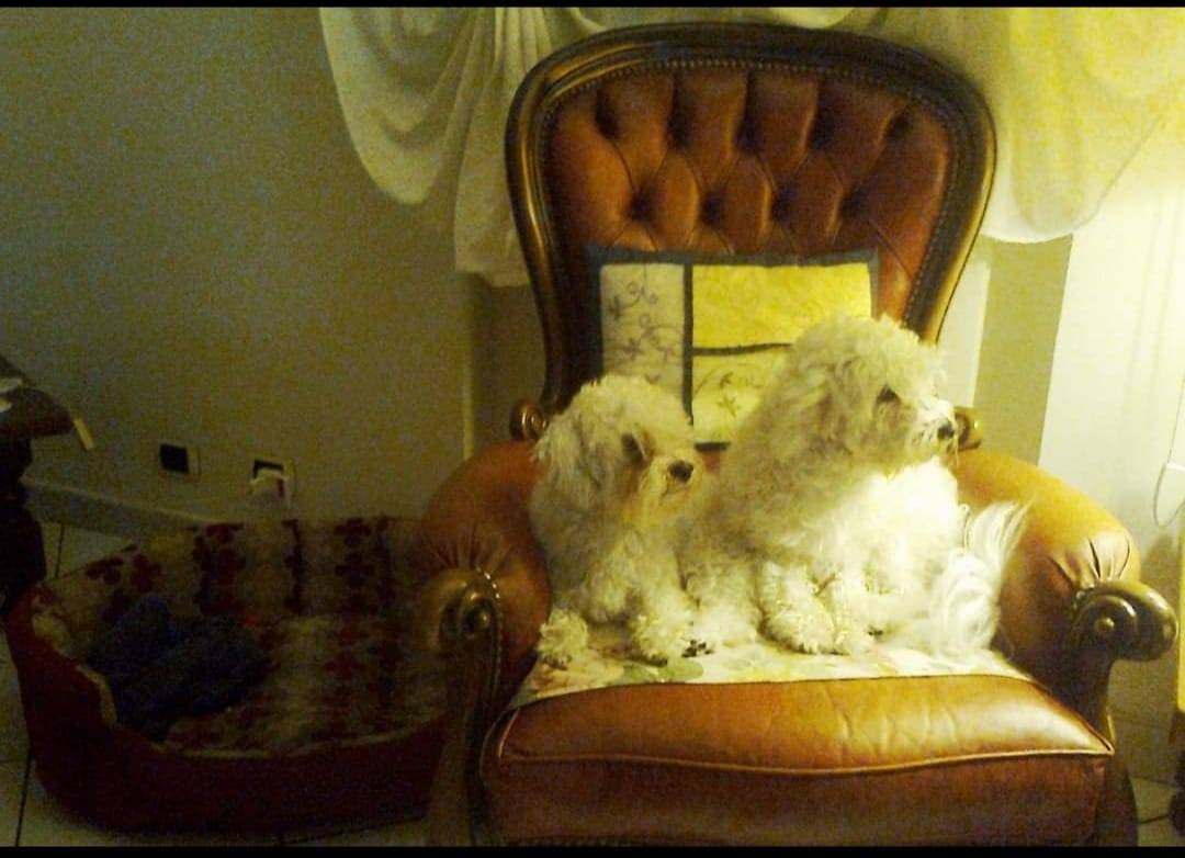 Adotta un cane, taglia piccola, femmina, Genova