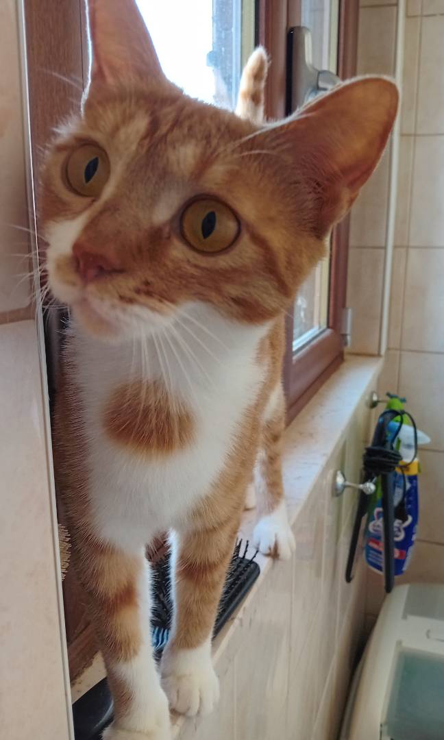 Adotta un gatto, femmina, 3 anni e 6 mesi, Forl