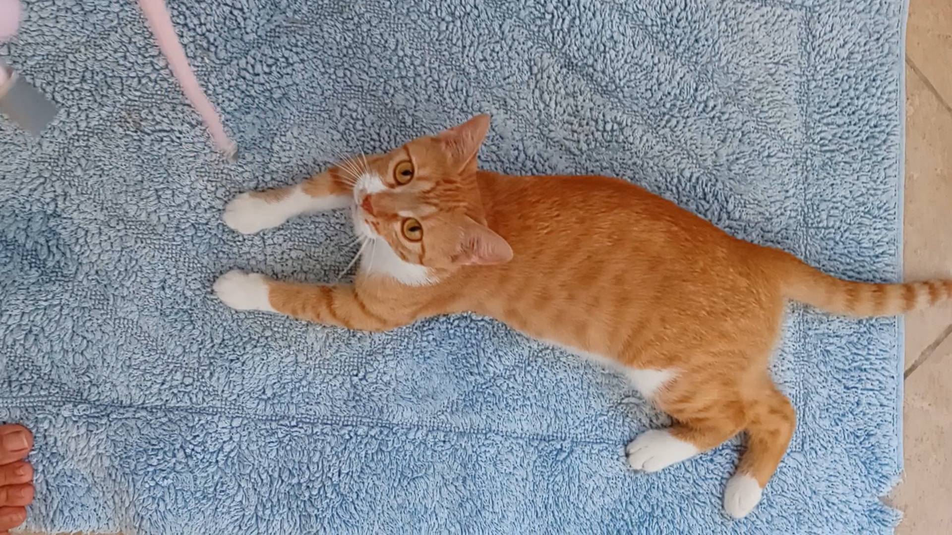 Adotta un gatto, taglia non valida, femmina, Forl