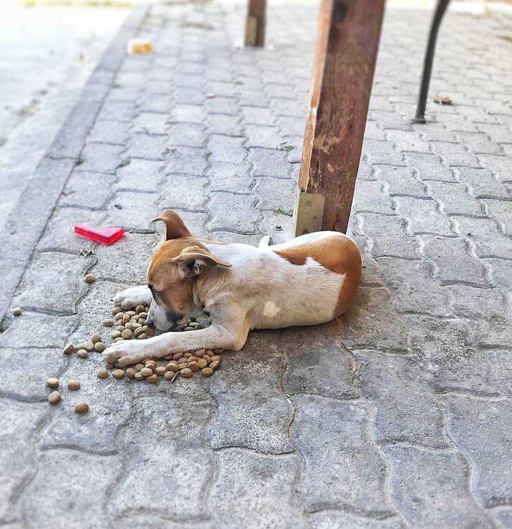 Adotta un cane, taglia media contenuta, femmina, Crotone