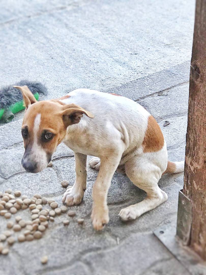 Vuoi adottare un cane a Crotone?