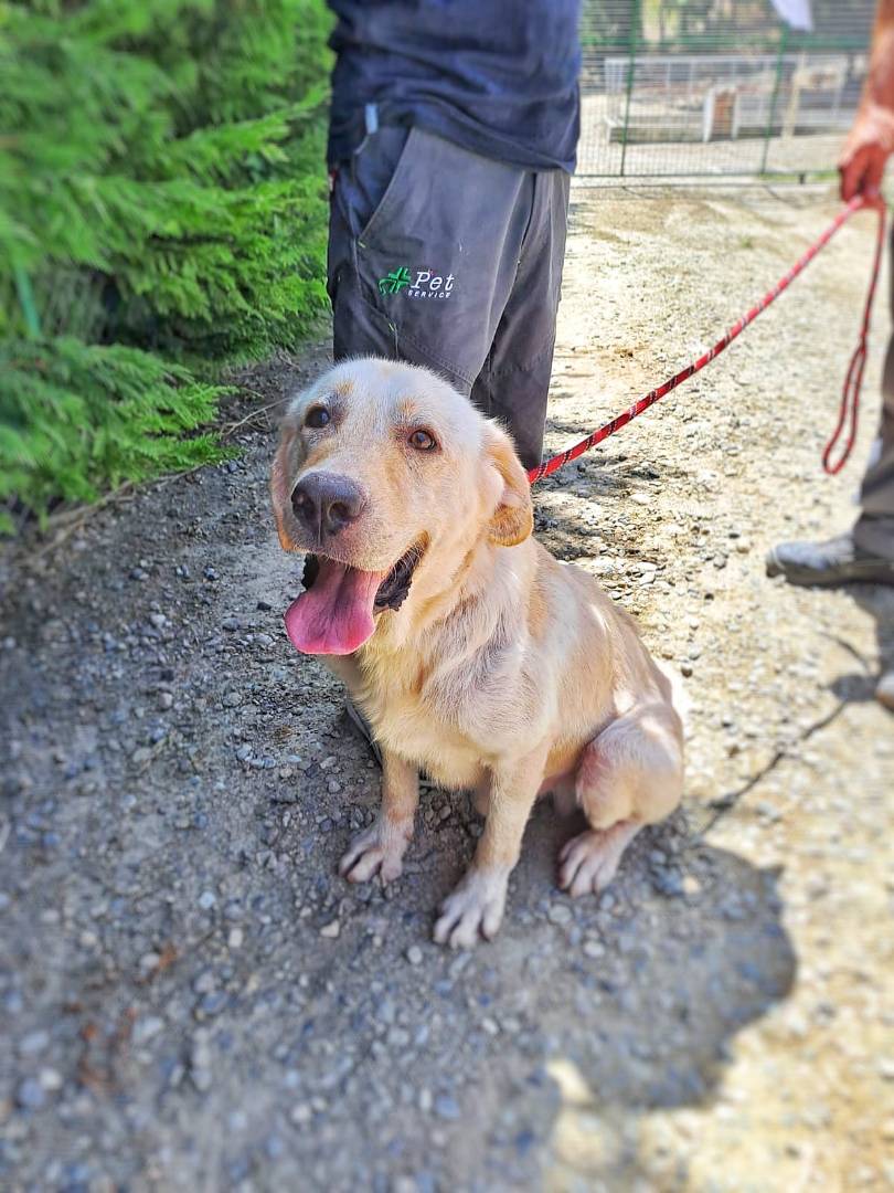 Adotta un cane, maschio, 5 anni e 11 mesi, Crotone