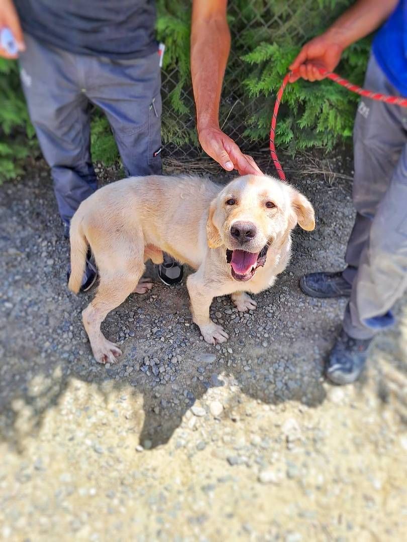 Adotta un cane, taglia grande, maschio, Crotone