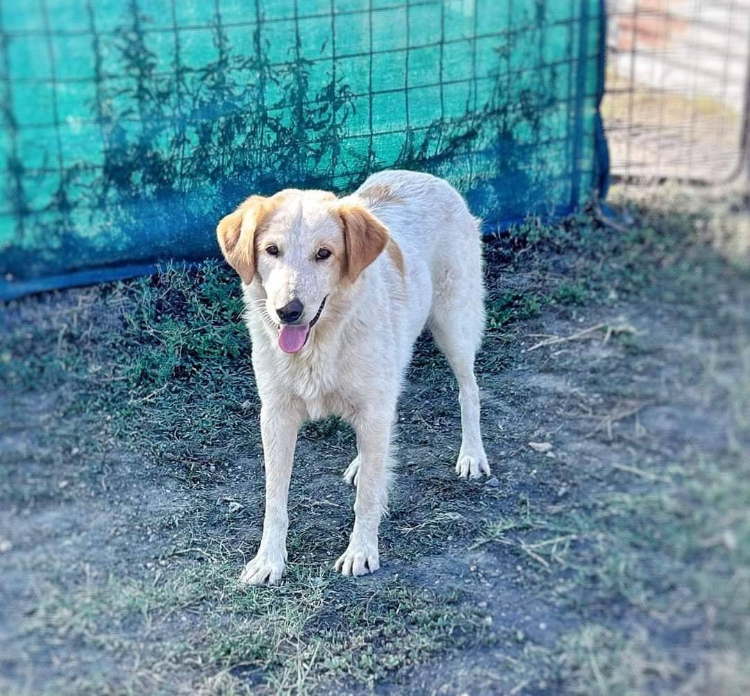 Adotta un cane, femmina, 3 anni e 10 mesi, Roma