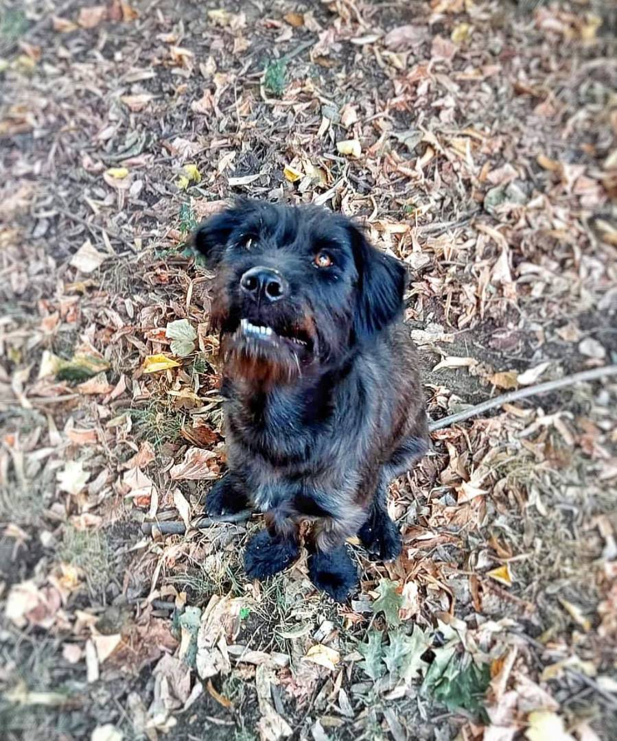 Adotta un cane, femmina, 3 anni e 6 mesi, Pavia