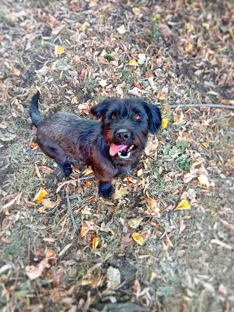 Adotta un cane, taglia media contenuta, femmina, Pavia