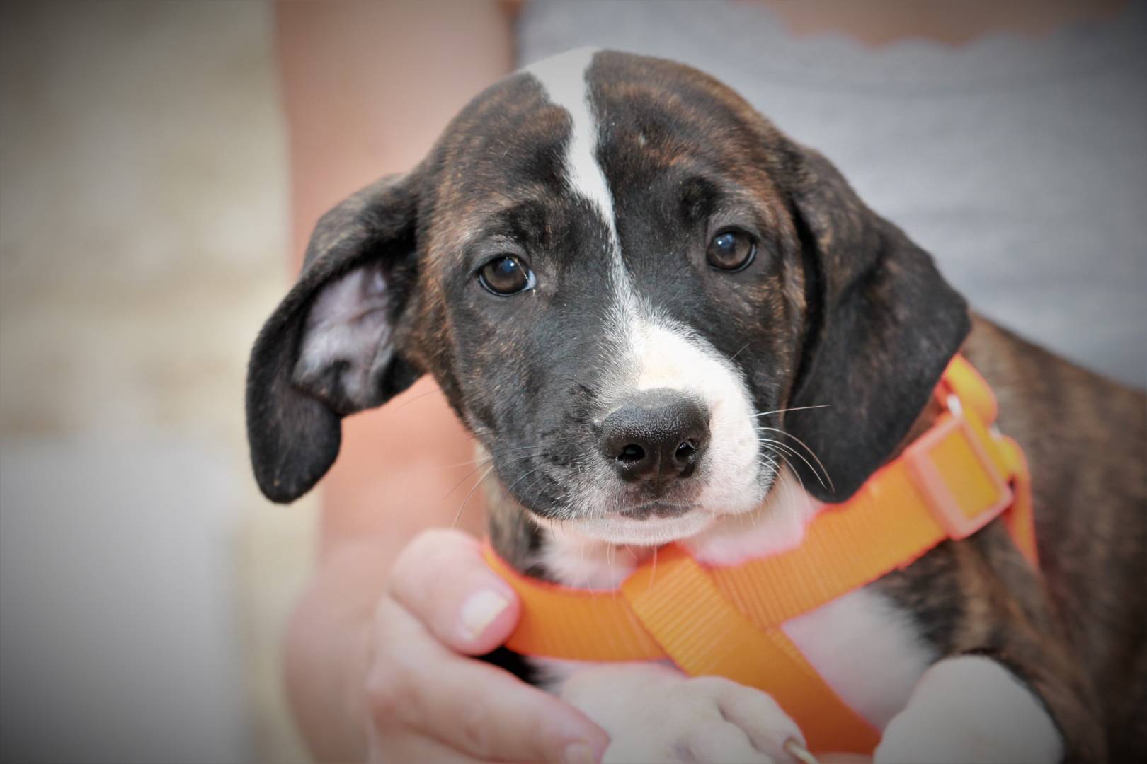 Adozione cane, maschio, American Staffordshire Terrier, 3 anni e 1 mese, taglia grande, Lecce