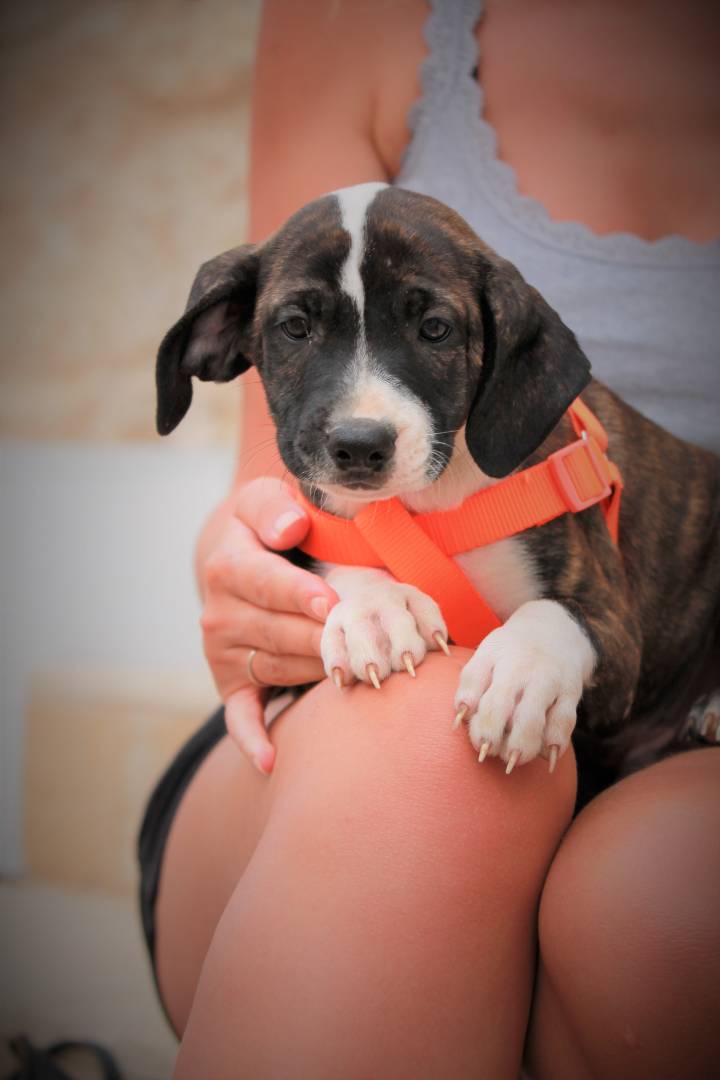 Adotta un cane, maschio, 3 anni e 1 mese, Lecce