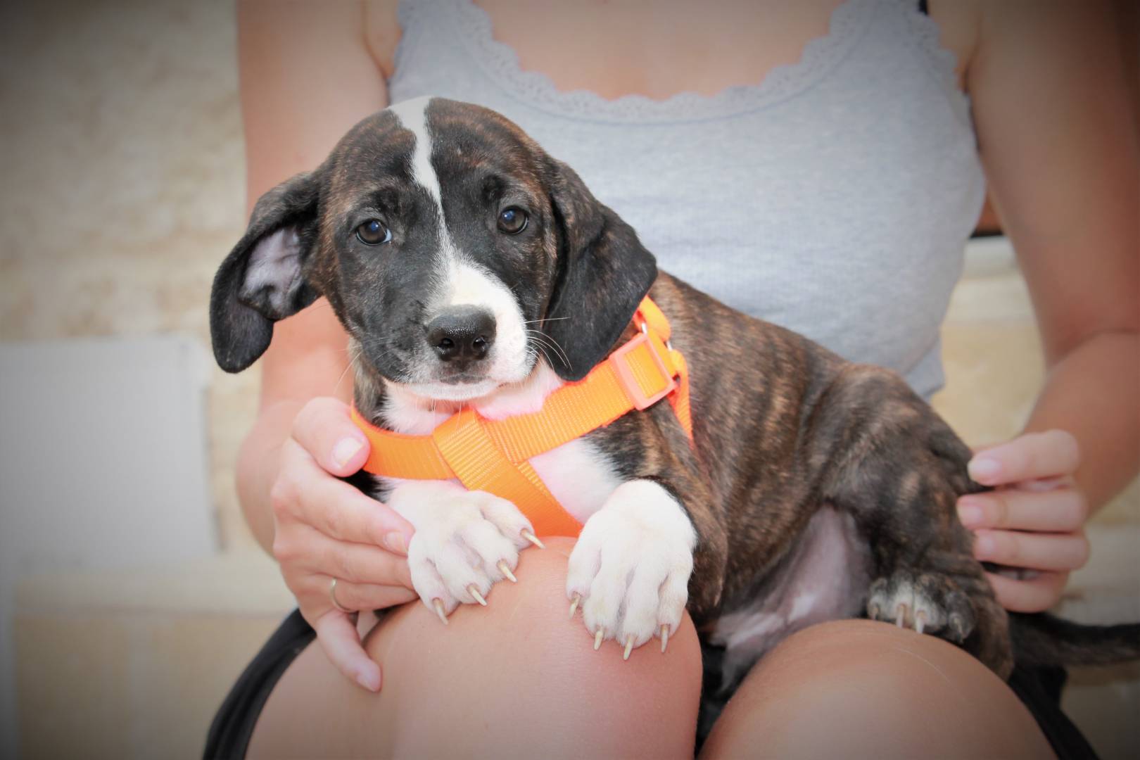 Adotta un cane, taglia grande, maschio, Lecce