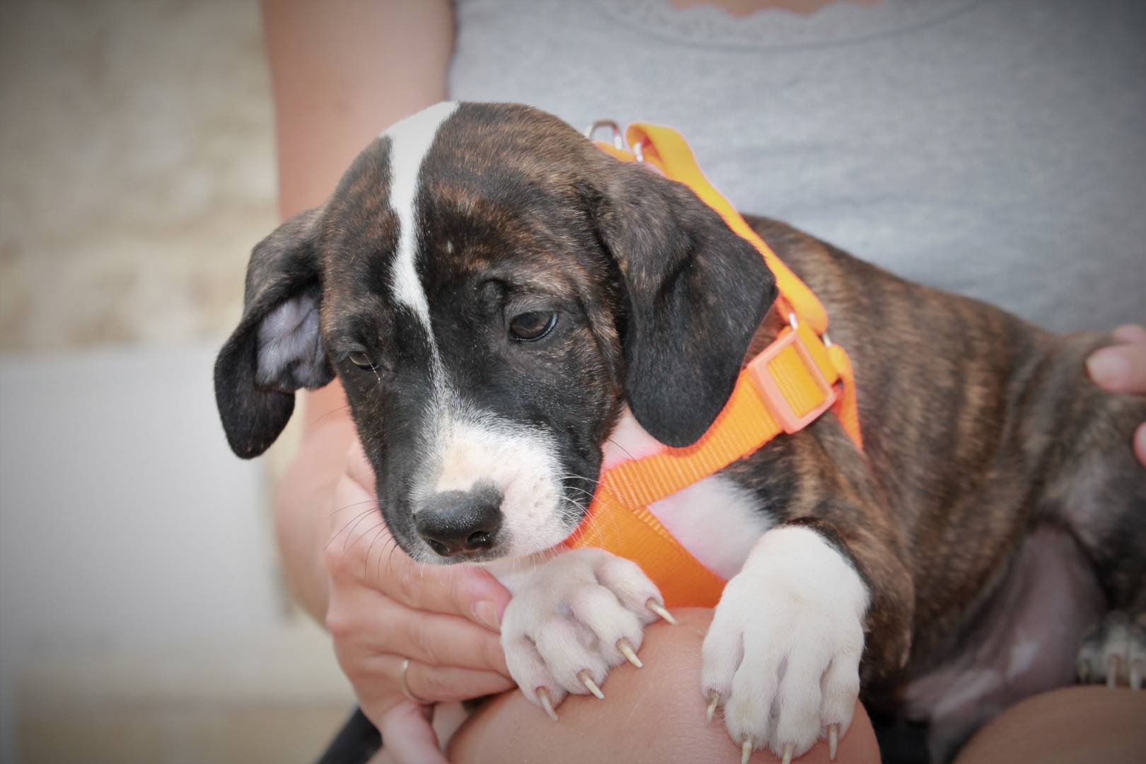 Vuoi adottare un cane a Lecce?