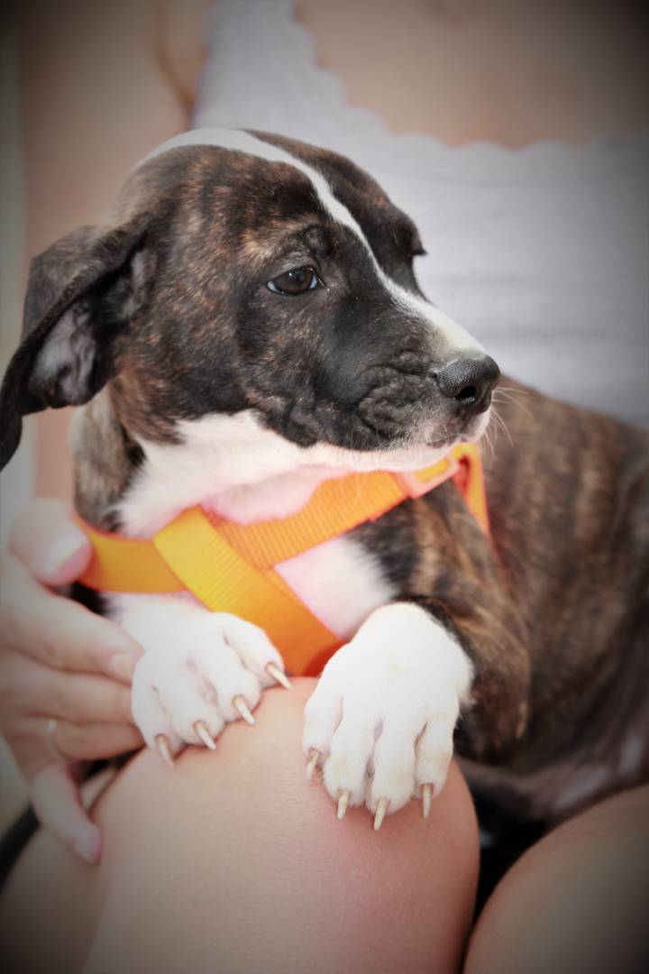 Adotta il cane Rambo  a Lecce