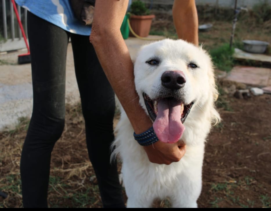 Adozione cane, maschio, meticcio, 3 anni  e 3 mesi , taglia grande, Vibo