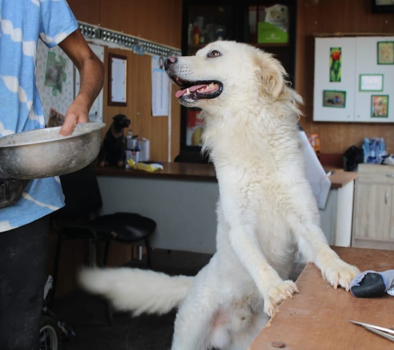 Adotta un cane, maschio, 3 anni  e 3 mesi , Vibo