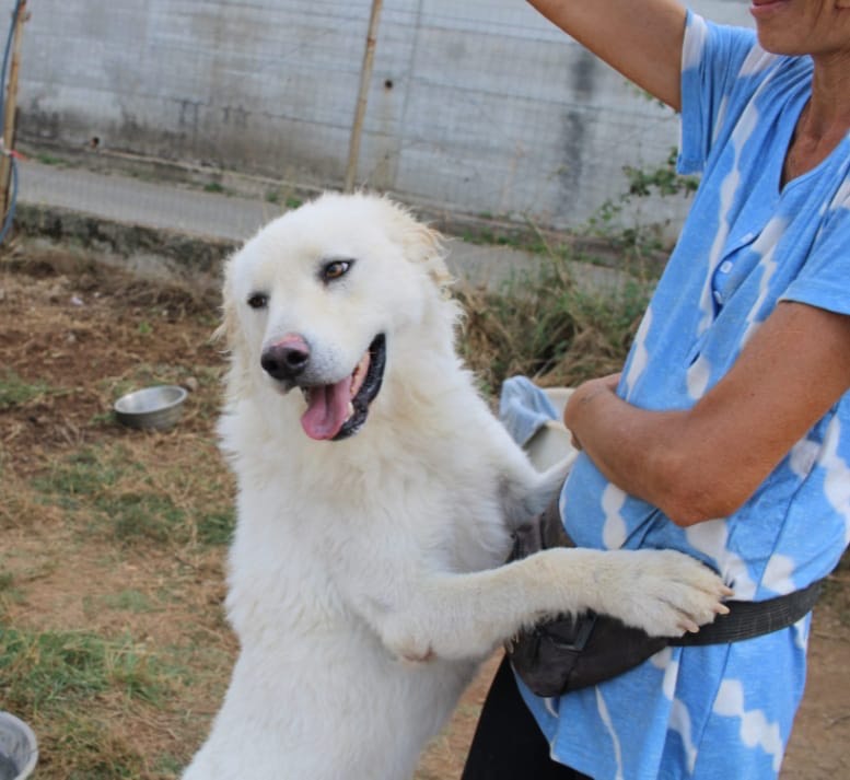 Adotta un cane, taglia grande, maschio, Vibo