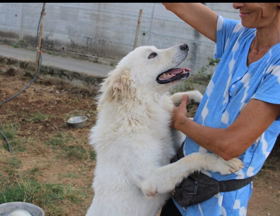Vuoi adottare un cane a Vibo?
