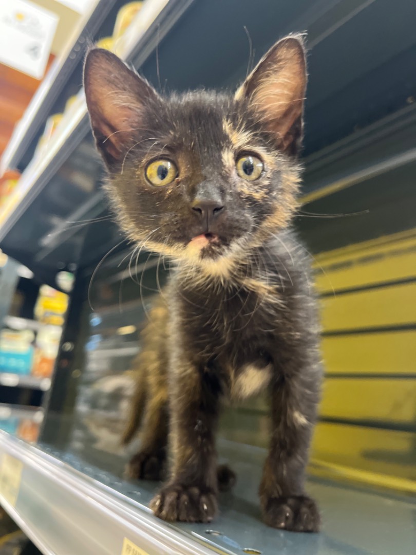 Adozione gatto, femmina, meticcio, 2 anni e 9 mesi, taglia non valida, Chieti