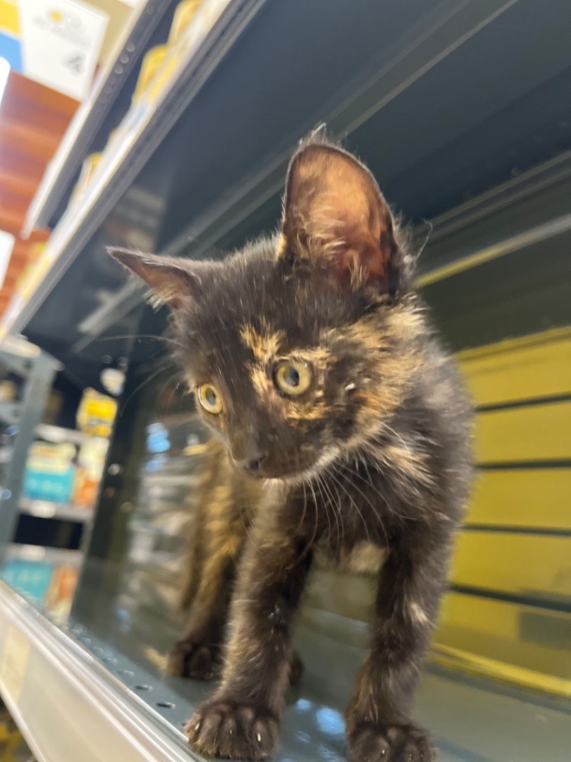 Adotta un gatto, femmina, 2 anni e 9 mesi, Chieti