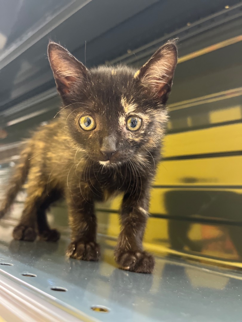 Adotta un gatto, taglia non valida, femmina, Chieti