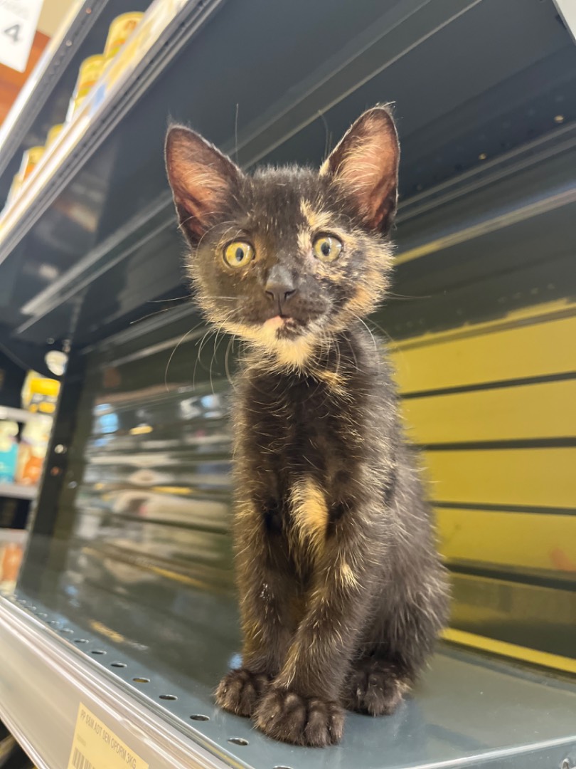 Vuoi adottare un gatto a Chieti?