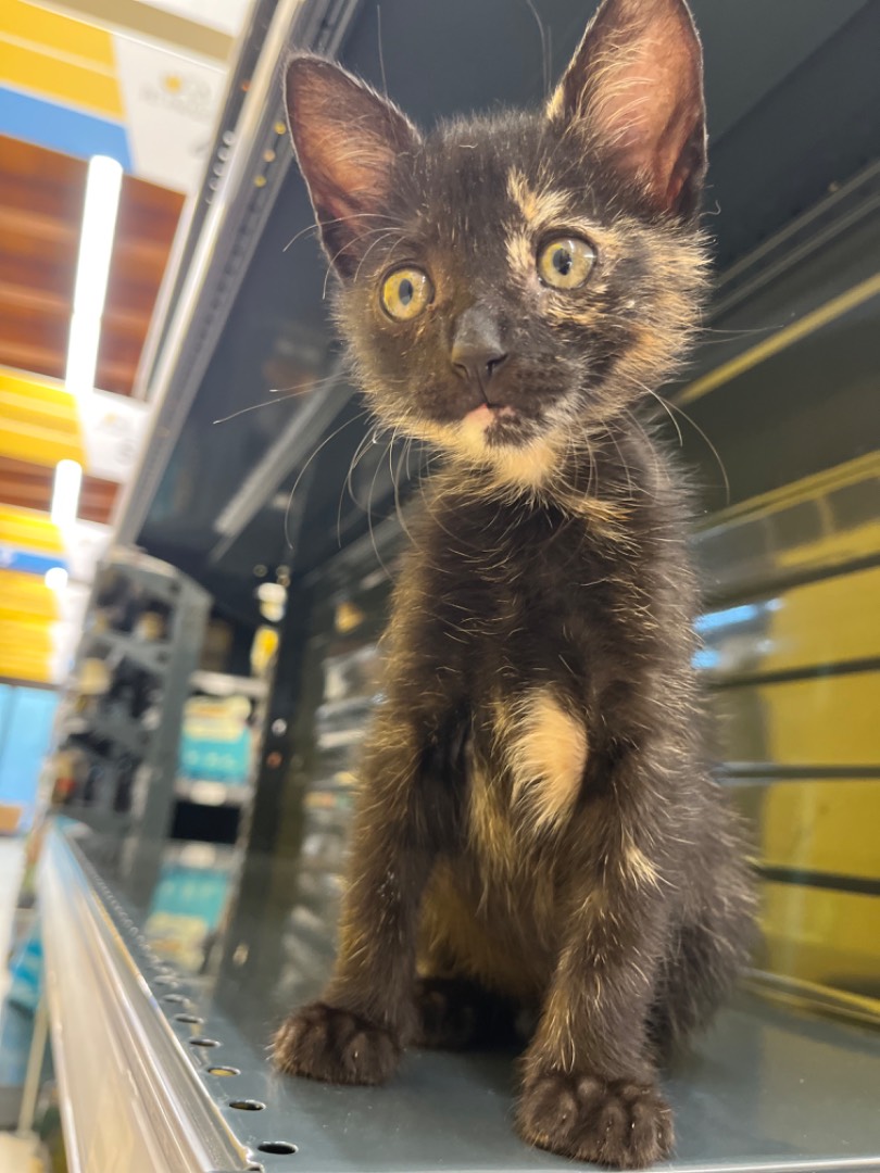 Adotta il gatto Suona  a Chieti