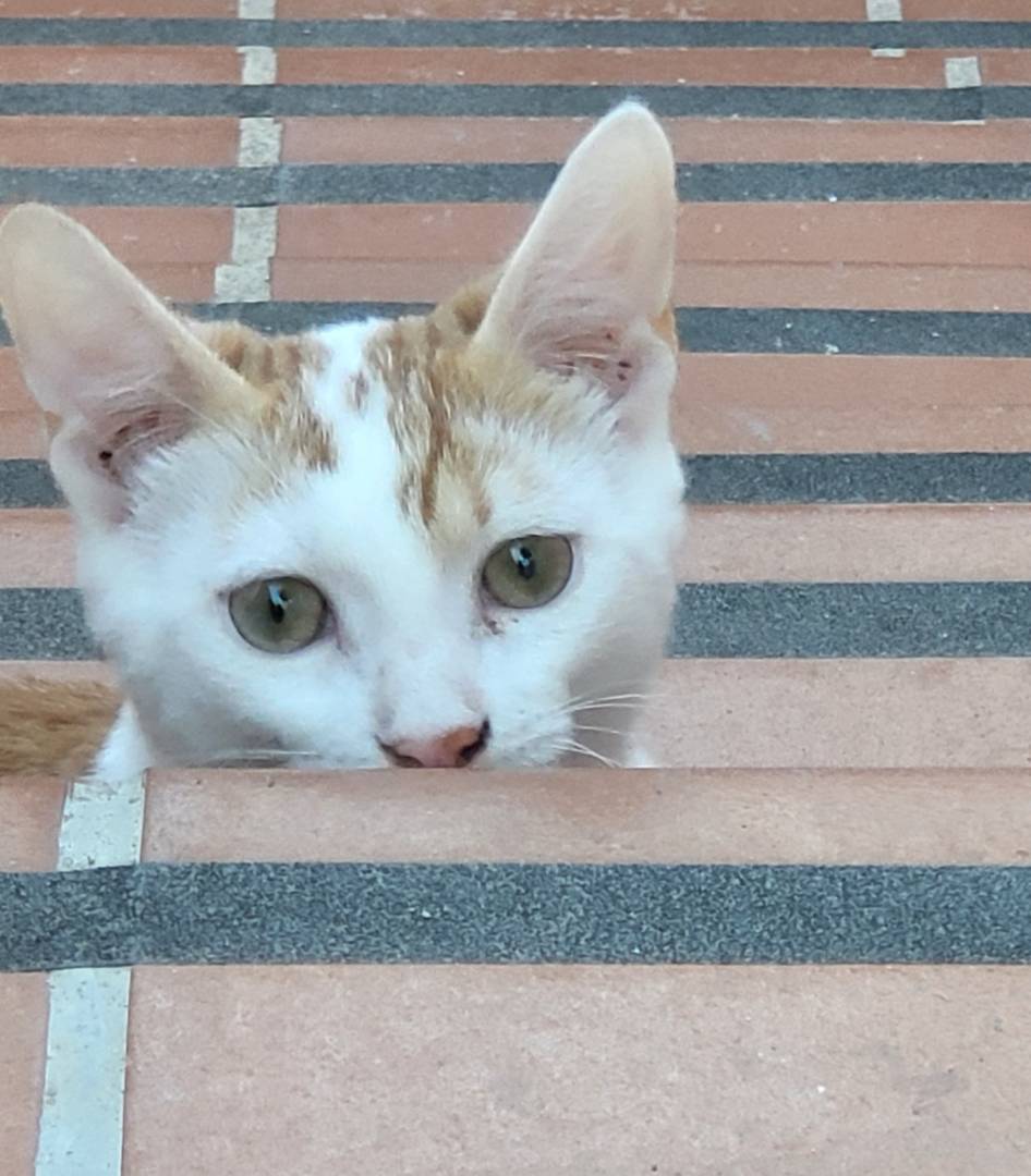 Adozione gatto, maschio, meticcio, 1 anno e 10 mesi , taglia non valida, Sassari