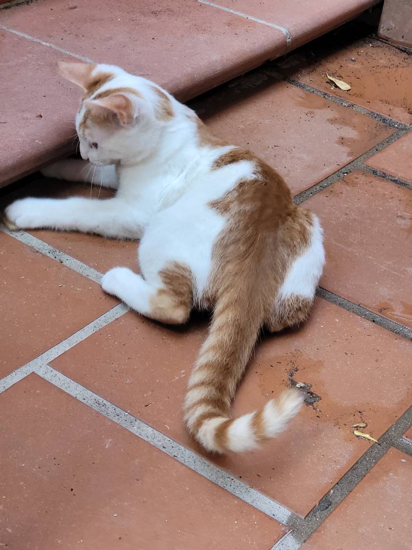 Adotta un gatto, maschio, 1 anno e 10 mesi , Sassari