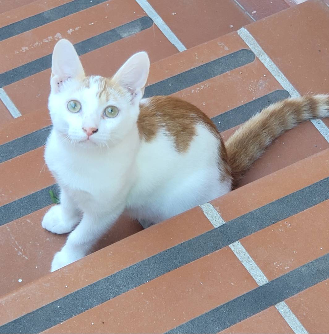 Adotta un gatto, taglia non valida, maschio, Sassari