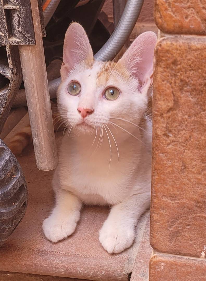 Vuoi adottare un gatto a Sassari?