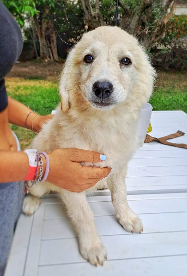 Adozione cane, femmina, meticcio, 2 anni e 6 mesi, taglia grande, Crotone