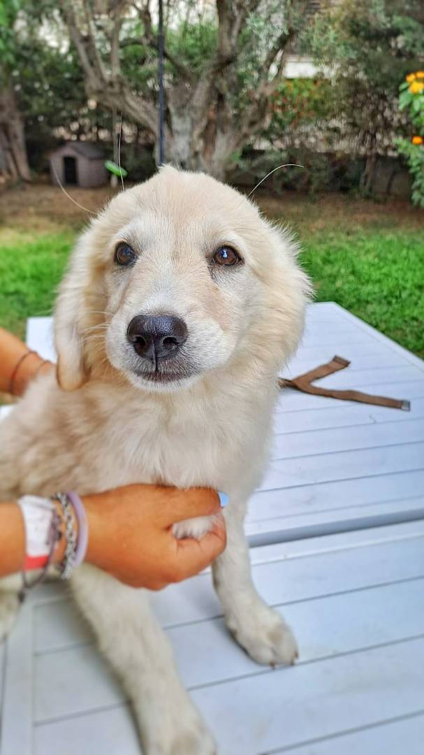 Adotta un cane, femmina, 2 anni e 6 mesi, Crotone