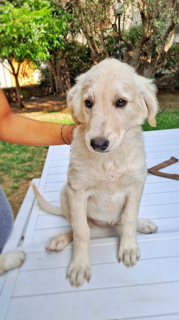 Vuoi adottare un cane a Crotone?