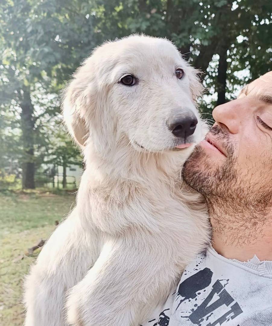 Adozione cane, femmina, meticcio, 2 anni e 8 mesi, taglia media, Pavia