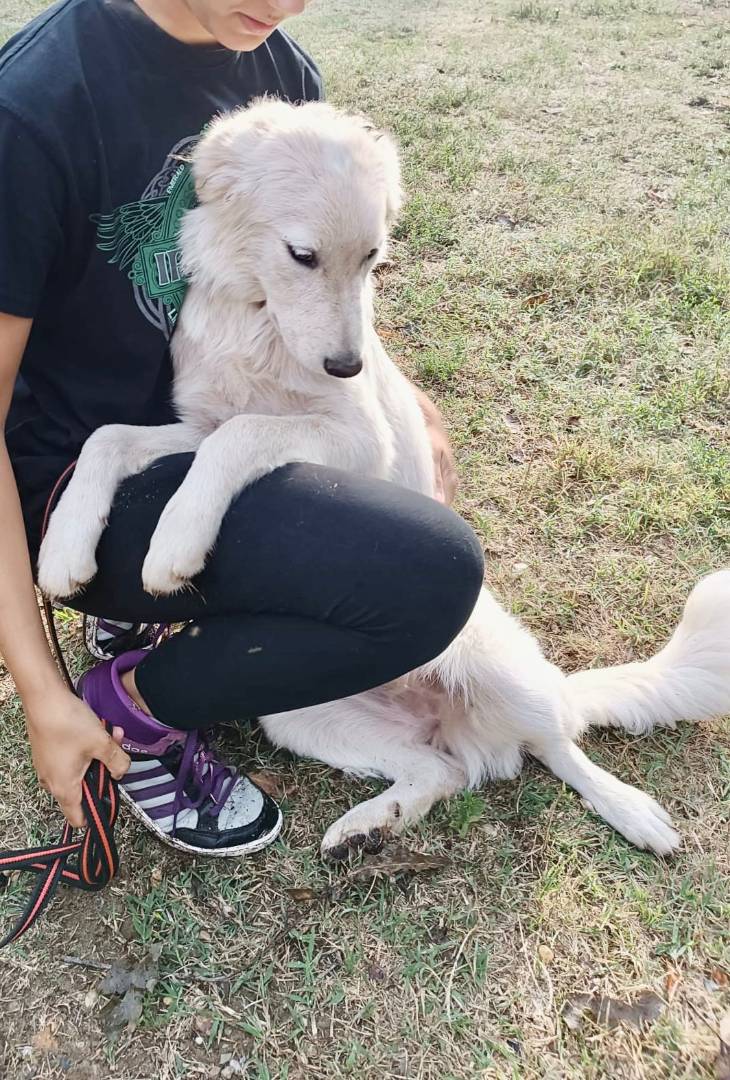 Adotta un cane, femmina, 2 anni e 8 mesi, Pavia
