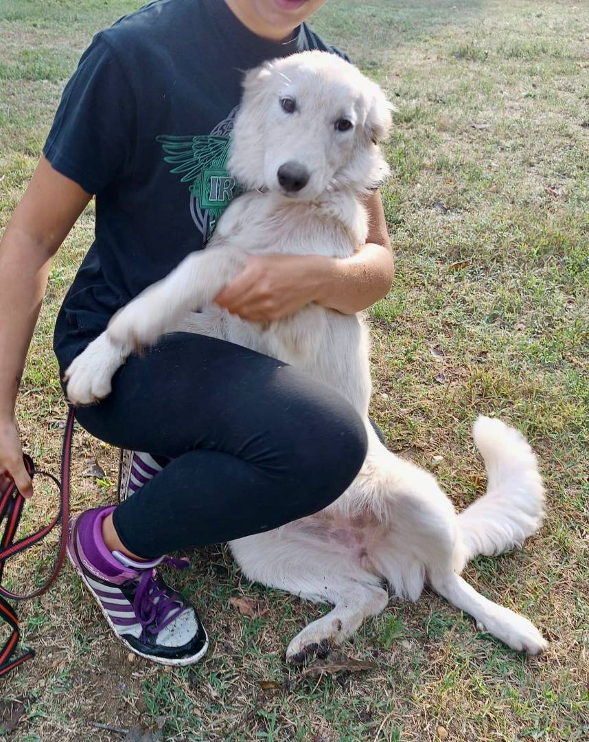 Adotta un cane, taglia media, femmina, Pavia