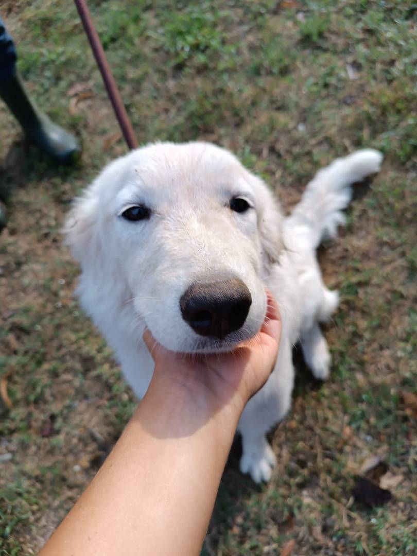 Vuoi adottare un cane a Pavia?