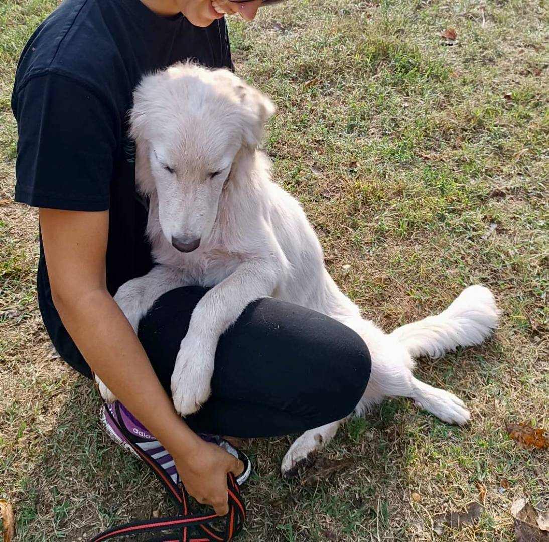 Adotta il cane MARE a Pavia