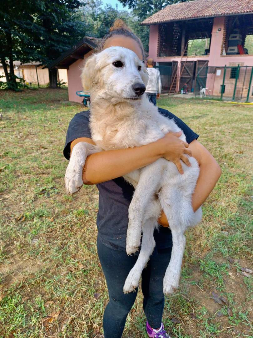 Adotta un cane, femmina, 2 anni e 8 mesi, Pavia
