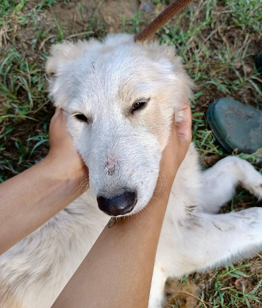 Adotta un cane, taglia media, femmina, Pavia