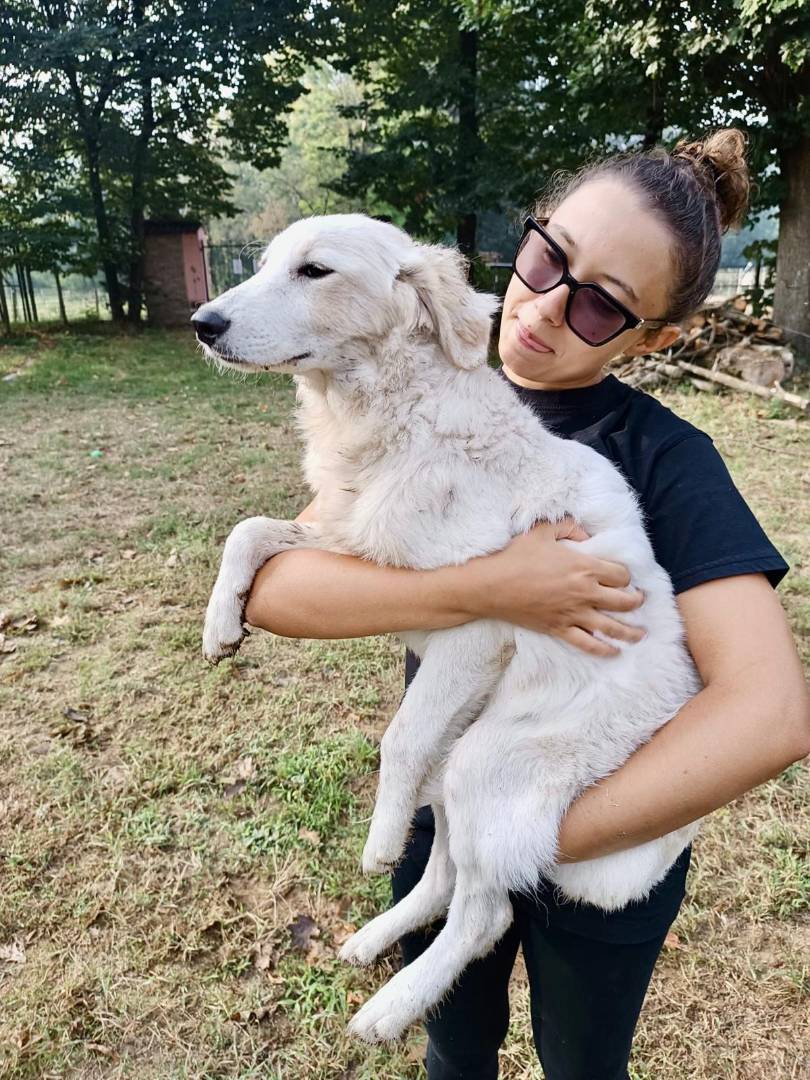 Vuoi adottare un cane a Pavia?